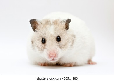 Syrian Hamster On Abstract Gray Background Stock Photo 58514183 ...