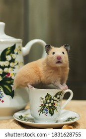 Syrian Hamster  On A Cup