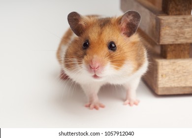 Syrian hamster on a white background                    