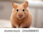 Syrian Hamster poses for portrait