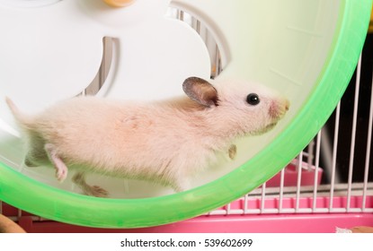 Syrian hamster is running on the big green and white wheel