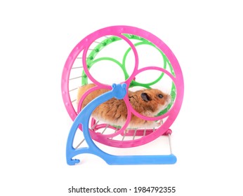 Syrian hamster runs in a running wheel isolated on white background