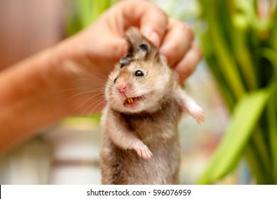 The Syrian Hamster, Scary Face With Teeth