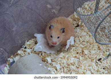 Syrian hamster sits in his own cage