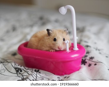 Syrian Hamster Sits In A Pink Toy Bath