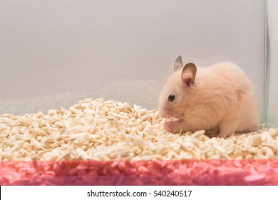 Syrian Hamster Is Sitting In Glass On Bedding, Side View