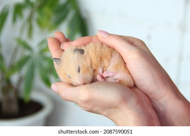Syrian hamster sleeps in the hand of owner