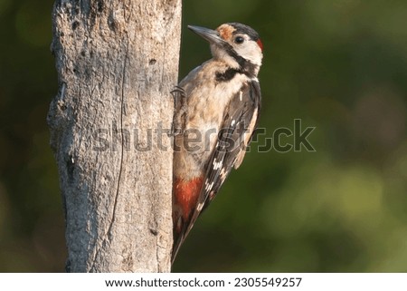 Syrian woodpecker - Picus syriacus on tree with dark green background. Photo from Dobruja in Bulgaria.