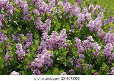 Syringa meyeri 'Palibin' (Lilac) también conocido como: Lilac 'Palibin', Meyer Lilac Palibin, Dwarf Korean Lilac.