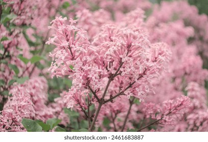 Syringa meyeri 