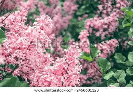 Syringa meyeri 