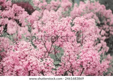 Syringa meyeri "Red Pixie", compact, bushy lilac shrub, blooming purple pink flowers, flowering branches as natural floral gentle romantic dreamy botanical pattern backdrop background wallpaper 