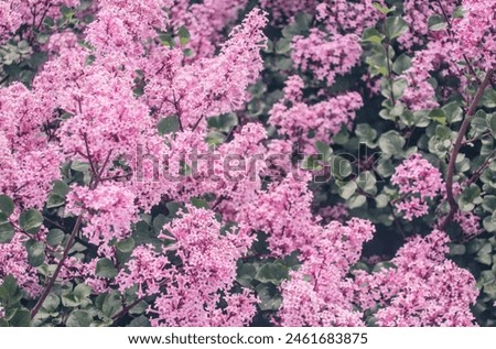 Syringa meyeri 