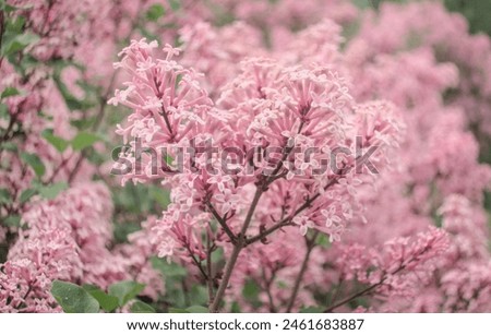 Syringa meyeri 