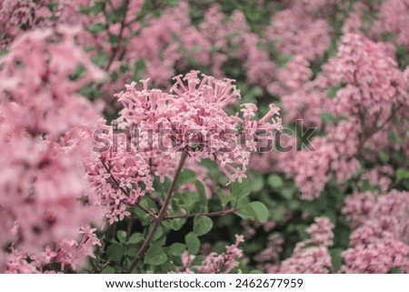 Syringa meyeri 