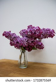 Syringa Vulgaris Bouguet In Vase (lilac Or Common Lilac)