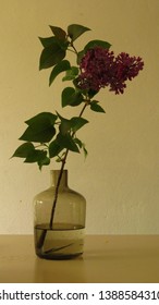 Syringa Vulgaris (common Lilac) Branch In The Vase 