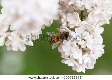 Syringa vulgaris, flowering lilac in a garden with bee or flower beetle