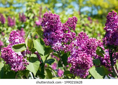 Syringa vulgaris, known as common lilac. The lilac is a  popular ornamental plant in gardens and parks, because of its attractive, sweet-smelling flowers. Cultivar name   is ''Maestro Janis Zirnis''.