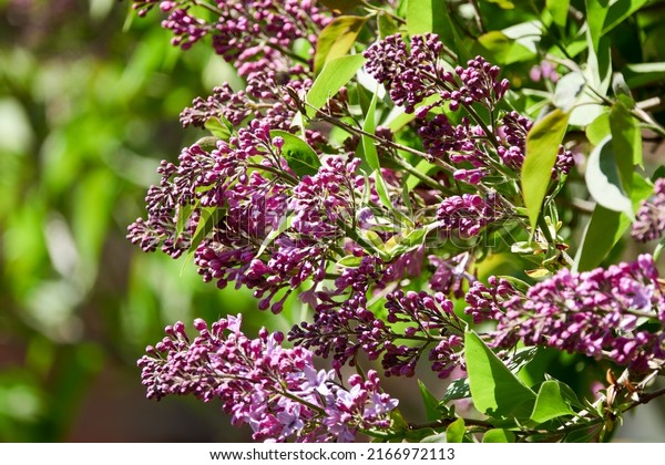 Syringa\
vulgaris, lilac or common lilac, is flowering plant in olive family\
Oleaceae, native to Balkan Peninsula, where it grows on rocky\
hills. It is not regarded as aggressive\
species.