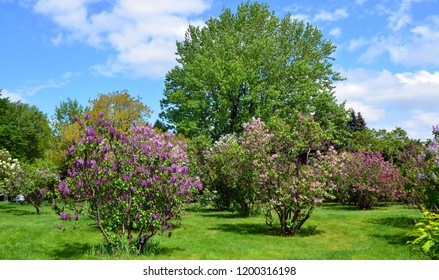 Bilder Stockfotos Und Vektorgrafiken Syringa Vulgaris Lilac