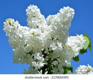Syringa vulgaris (lilac or common lilac) is a species of flowering plant in the olive family Oleaceae, native to the Balkan Peninsula, where it grows on rocky hill - Shutterstock ID 2170054395
