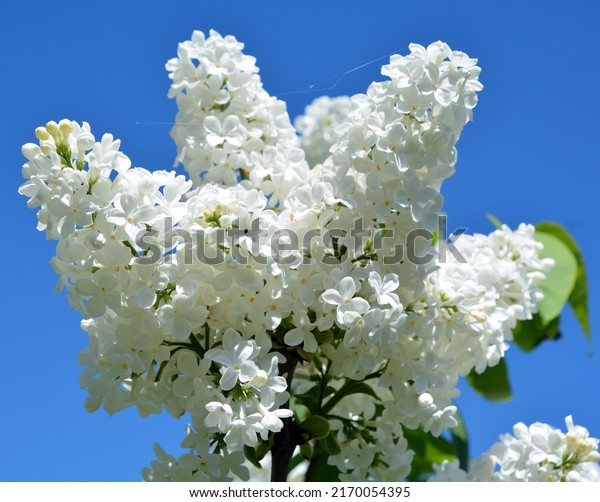 Syringa vulgaris (lilac or common\
lilac) is a species of flowering plant in the olive family\
Oleaceae, native to the Balkan Peninsula, where it grows on rocky\
hill