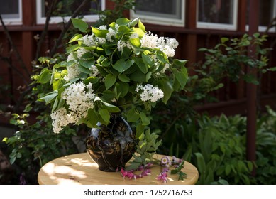 Syringa Vulgaris, Oleaceae: A Bouquet Of White Lilac Is In A Vase In The Garden