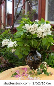 Syringa Vulgaris, Oleaceae: A Bouquet Of White Lilac Is In A Vase In The Garden