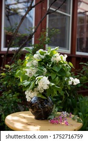 Syringa Vulgaris, Oleaceae: A Bouquet Of White Lilac Is In A Vase In The Garden