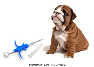 A syringe to inject a chip and animal ID next to a small English bulldog puppy. Pet protection concept - Shutterstock ID 1516091876
