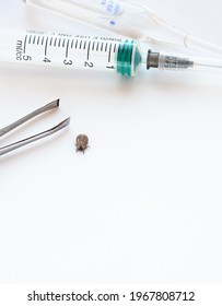 Syringe Needle, Tweezer And Dangerous Tick On White Background. Black Legged Deer Tick, Parasite On Cats And Dogs.
 Threats To Health. Deer Ticks, Ixodes Scapularis