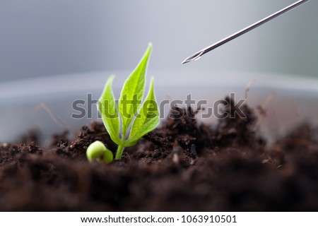 Similar – Tomaten Aufzucht Pflanze