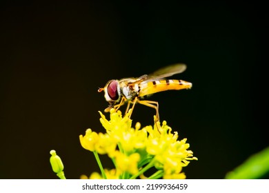 Syrphid Flies, A Hoverfly On A Flower, A Close-up