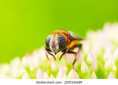Syrphid Flies On A Leaf, Close-up,