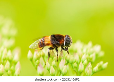 Syrphid Flies On A Leaf, Close-up,