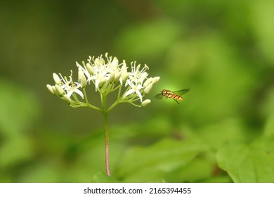 Syrphid Fly Flying To A Dogwood Bloom