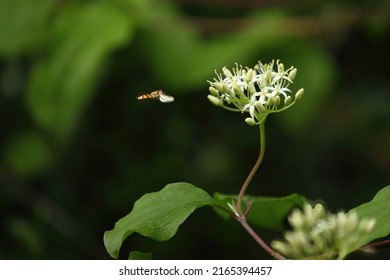 Syrphid Fly Flying To A Dogwood Bloom