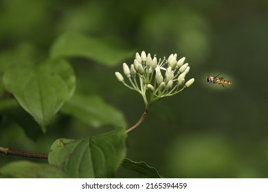 Syrphid Fly Flying To A Dogwood Bloom