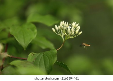 Syrphid Fly Flying To A Dogwood Bloom