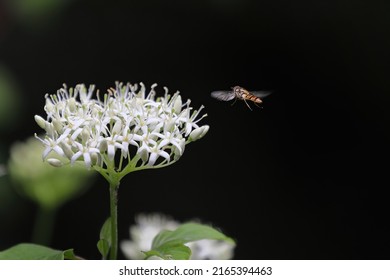 Syrphid Fly Flying To A Dogwood Bloom