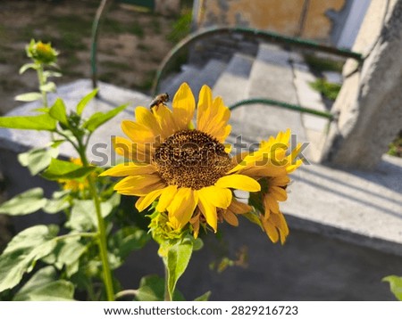 Syrphid fly or hoverfly hovering in mid-air flight above a bright yellow sunflower.