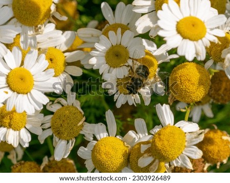 A syrphid fly perched on white chamomile flowers on a summer day. White wildflowers. Pollination of plants by insects. bee-like flie perched on white daisy in close up photography