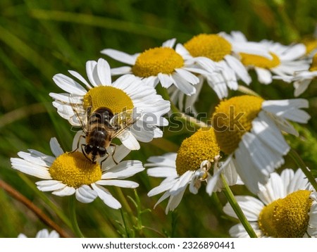 A syrphid fly perched on white chamomile flowers on a summer day. White wildflowers. Pollination of plants by insects. bee-like flie perched on white daisy in close up
