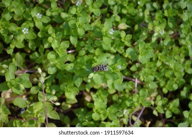 Chickweed の画像 写真素材 ベクター画像 Shutterstock