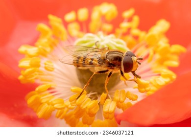 syrphid Sucking nectar on flowers