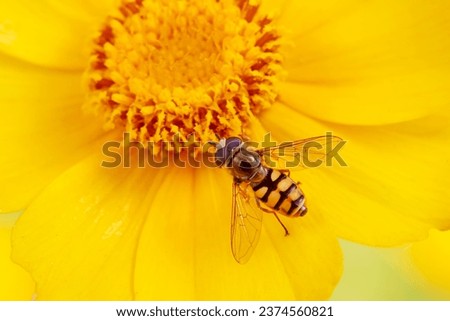 Similar – Foto Bild Schwebfliege auf einer gelben Gartenblume