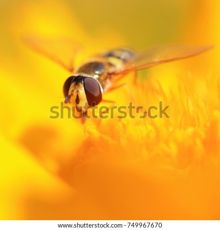 Similar – Foto Bild Schwebfliege auf einer gelben Gartenblume