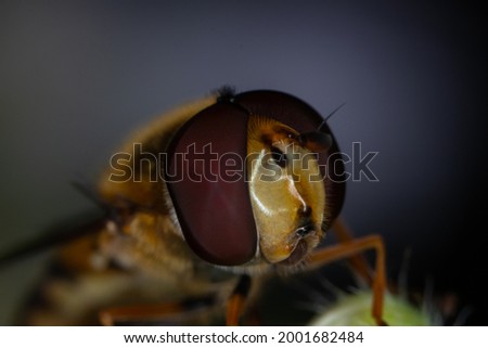 Similar – Dragonfly sunbathing