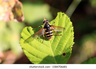 Syrphus Ribesii Is A Very Common Holarctic Species Of Hoverfly